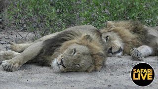 safariLIVE - Sunrise Safari - June 7, 2019