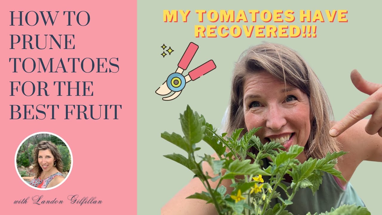 HOW TO PRUNE TOMATOES for the Best & Most Abundant Fruit Garden 2023