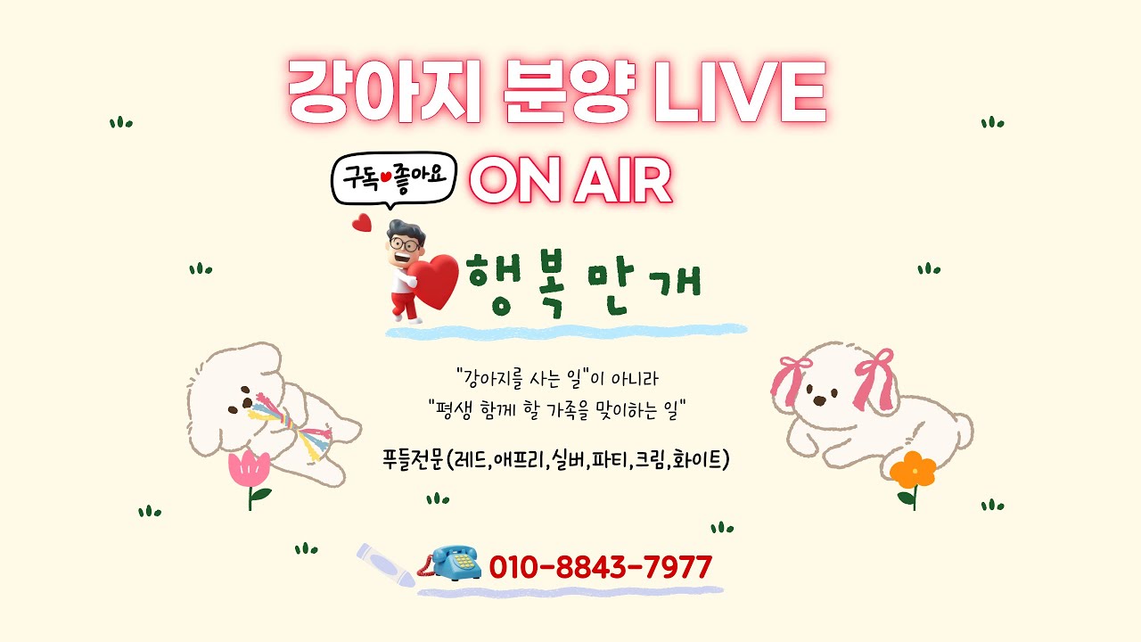 강아지분양 💛 행복만개 라이브방송 #강아지분양 #강아지입양 #강아지 #고양이 #고양이분양 #애견분양 #라이브 #live #라이브