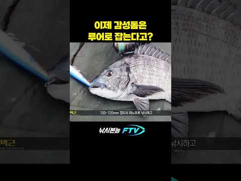 이제 감성돔은 루어로 해보세요 #shorts