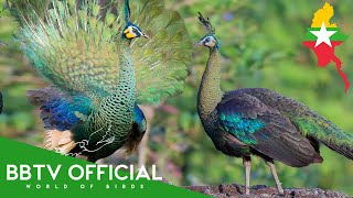 Download Lagu Birds of Myanmar | Most Beautiful Birds Found in Myanmar You've Never Seen | BBTV Official MP3