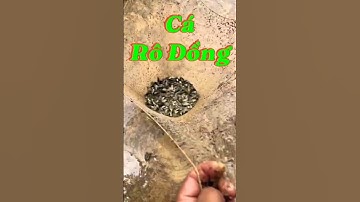 Cá Rô Đồng | Nghị Suave Vlog | #fishing #batca #nghisuave #giaitri #mientay #câucá