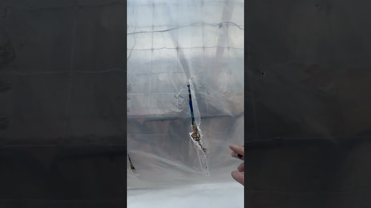 Test run chicken run first time chickens ￼