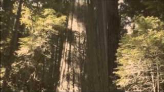 Humbolt Redwoods