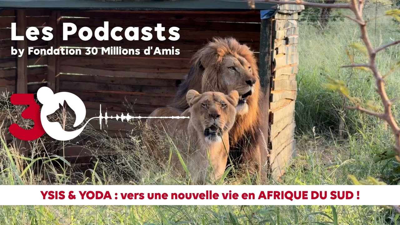 PODCAST - YSIS & YODA découvrent leur NOUVELLE VIE en Afrique du Sud 🇿🇦​🦁​