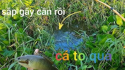 Câu Cá Rô Đồng/giựt run tay sắp gãy cần trúc #caucatv186 #cauca #caucatv186