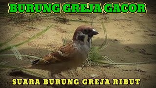 Burung gereja gacor | Suara burung gereja tarung | Suara burung gereja memanggil temannya