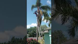 Full tree trimming Guide