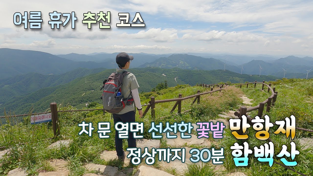 여름 휴가 추천 코스 | 높이 1,330m 만항재 야생화 축제 | 시원한 여행지를 찾는다면 여기 어때? | 우리나라에서 가장 높은 자가용 여행지 | 정상까지 30분 함백산 산행