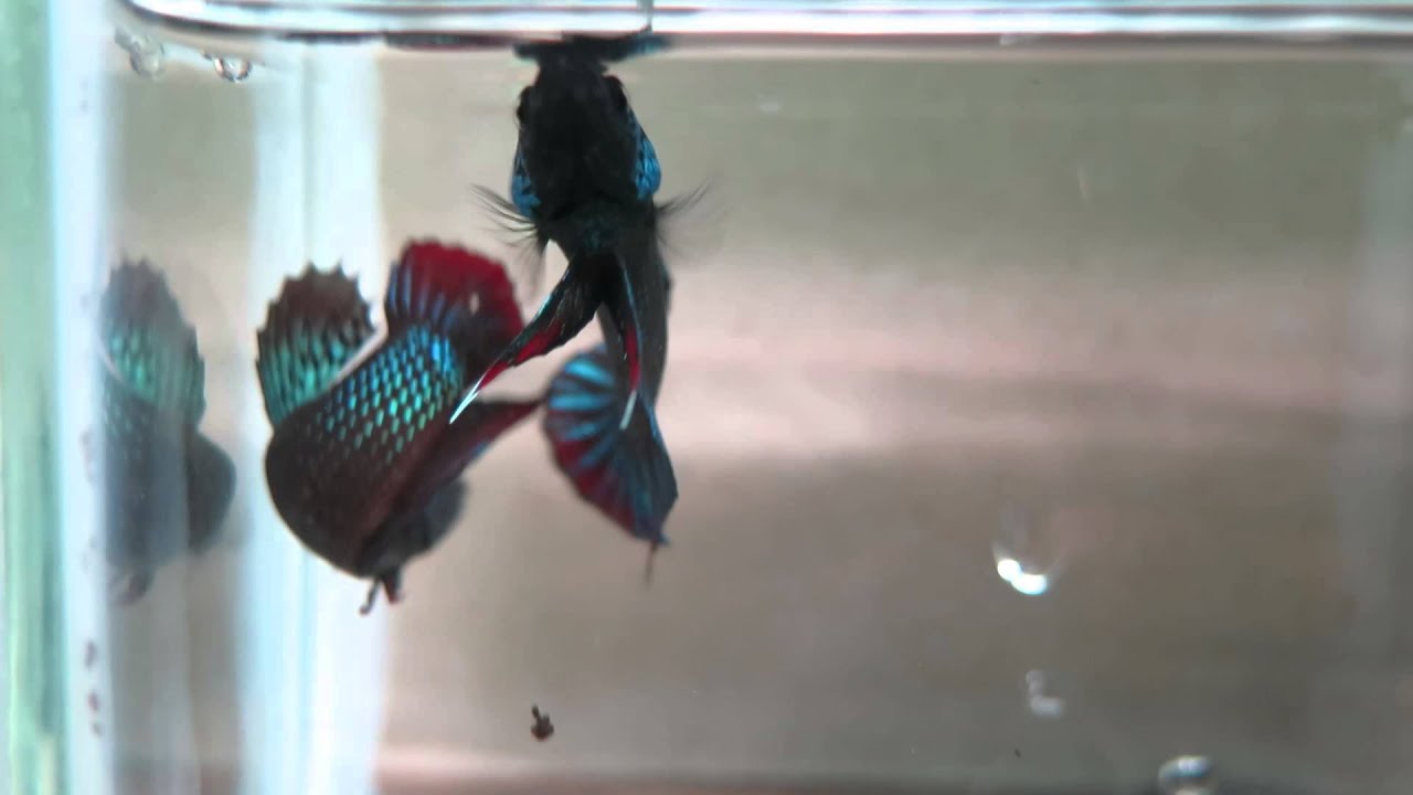 camera iphone 8 plus apk Betta Imbellis Special 2015