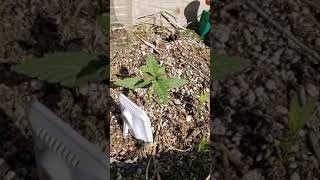 POPPIN SEEDS AND I DIDN'T KNOW IT APRIL 7 2020