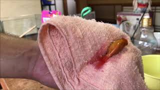 金魚の色抜き　2018.09.15