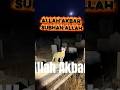Cat Standing on a Grave Saying “Allahu Akbar” – A Mysterious Moment Caught in the Cemetery! 😱🐾