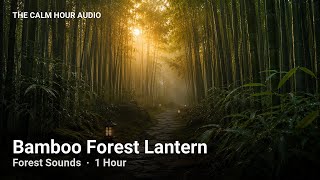 🌿 Forest Sounds for Sleep & Relaxation | 1 Hour | The Calm Hour Audio