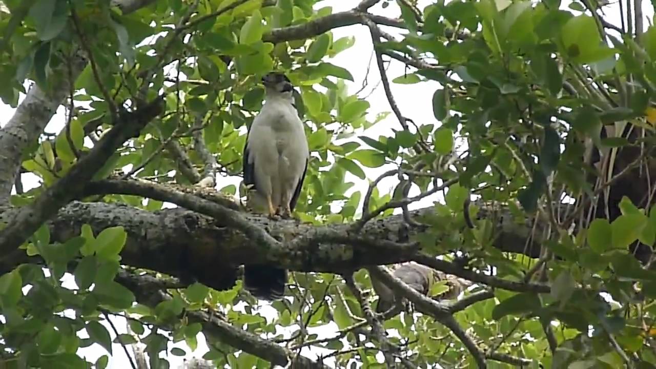 Micrastur semitorquatus (Collared Forest-falcon - Halcon selvatico