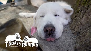 やや密...同じ場所で眠るルンルンとアラン　Great Pyrenees　グレートピレニーズ