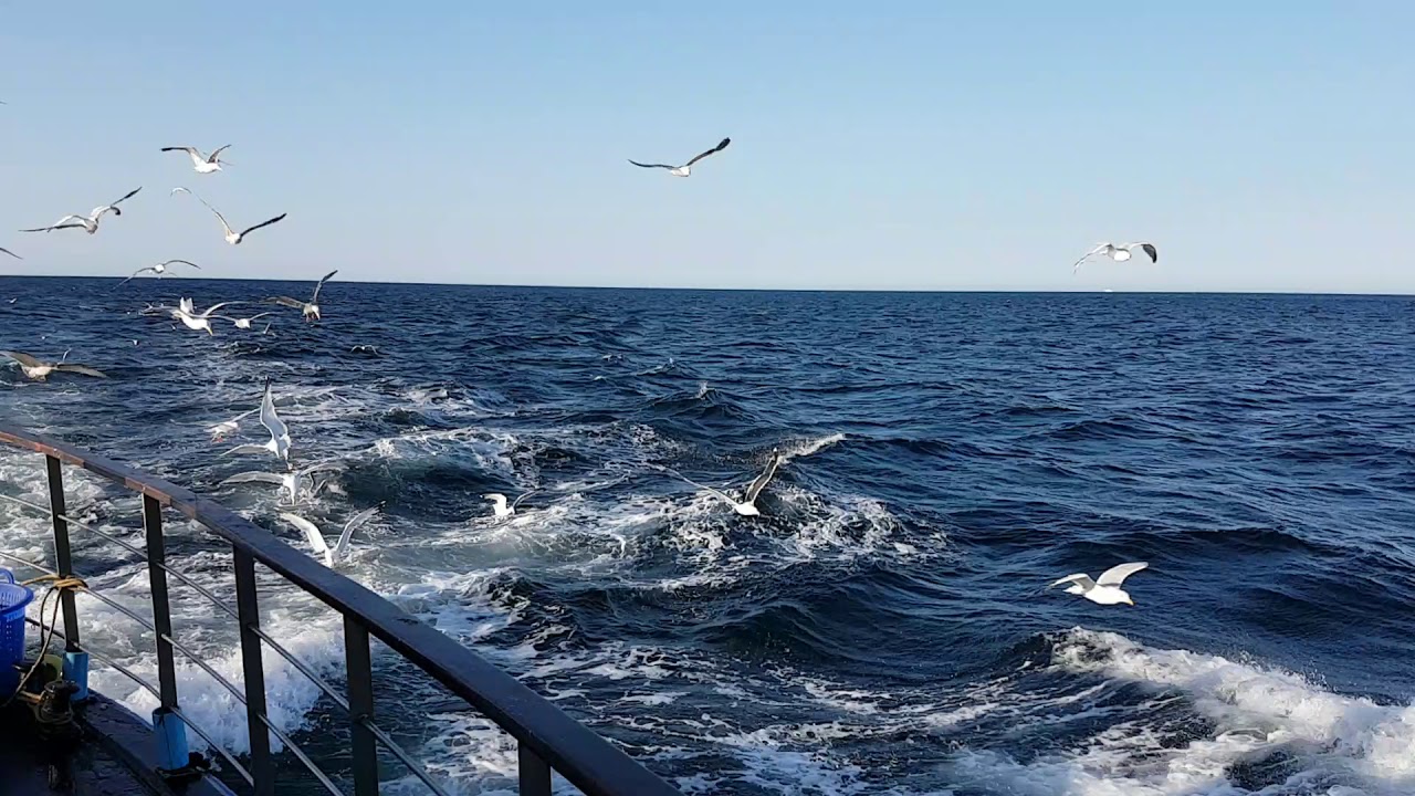 Seagulls Chasing Boat