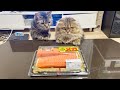 メガサーモンの迫力に負けて全力で奪いに来てしまった猫