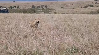 Lioness Could Not Believe Her Eyes When She Found Two Cheetahs