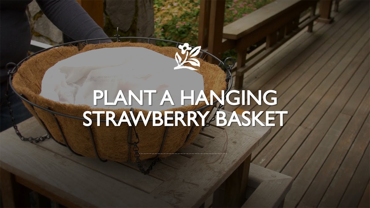 How to Plant a Hanging Strawberry Basket | Monrovia Garden 