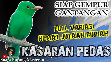 MASTERAN BURUNG LOMBA BURUNG TEMBAKAN Kasar !! Untuk Burung Murai batu Cucak ijo Kacer dll