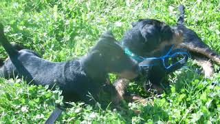 А-Флеш И А-Форд 3 Месяца - Art 2 Aluminiuм Х Foxa Vom Rexon Forst..