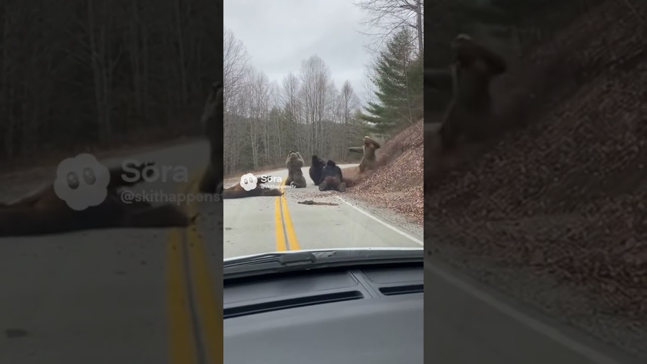 Sasquatch Sighting 🚸🦍-(tumbling down route 67)