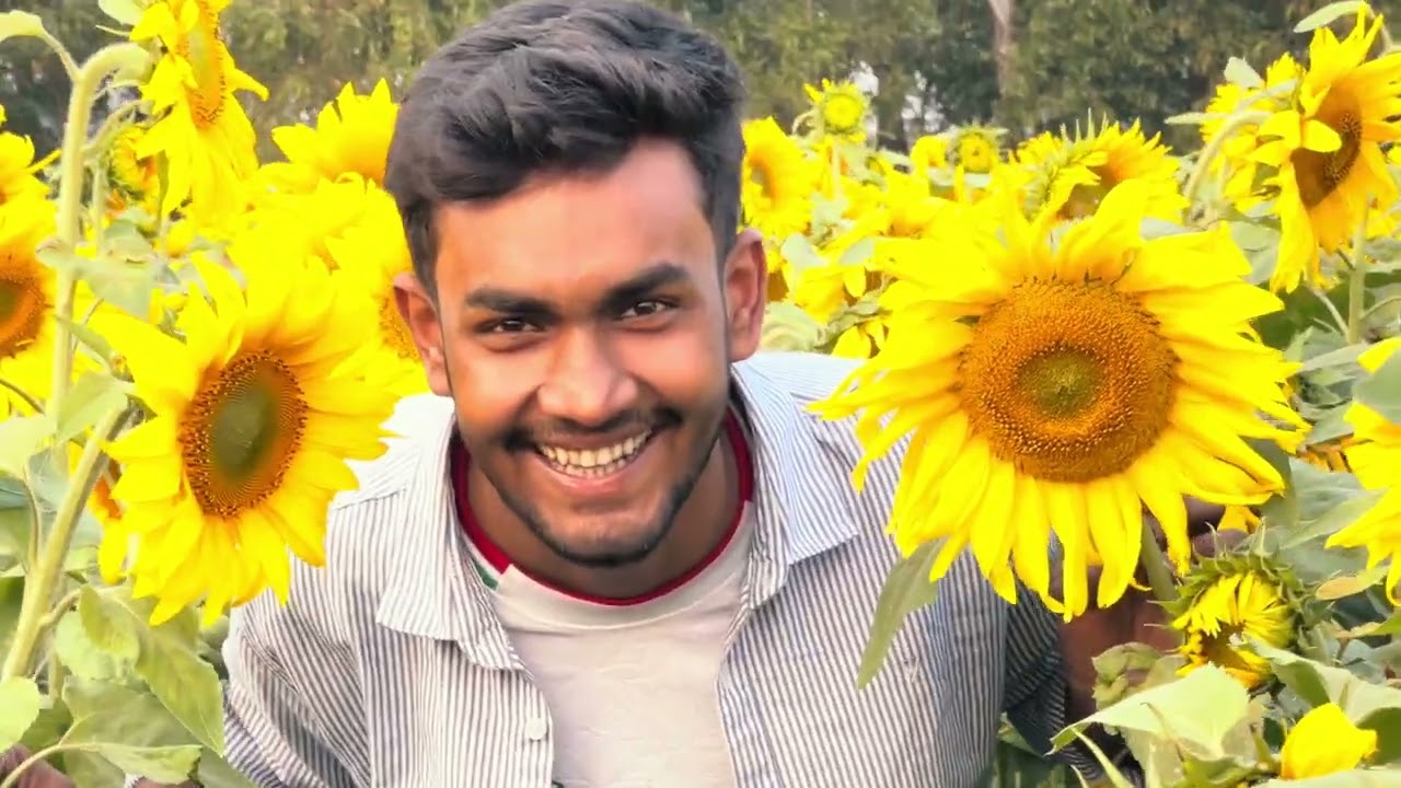 সূর্যমূখী ফুল বাগান , আখাউড়া। Apon Bhaiii। Najat। Akhaura 