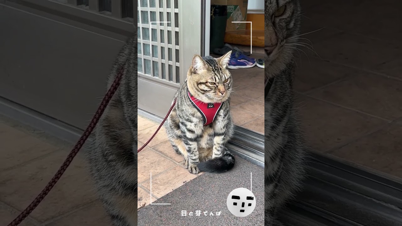 家ネコのトラジ02 / My House Cat Toraji 02