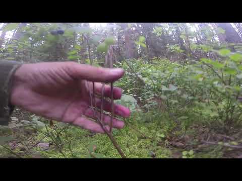 гонобобель ягоды гонобобель ягоды