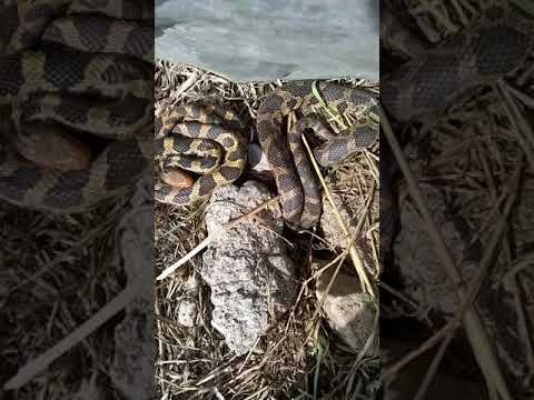 camera iphone 8 plus apk Fox snakes in Upper Michigan