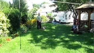 Bull Terrier Dog Aggression Part 3 Mark