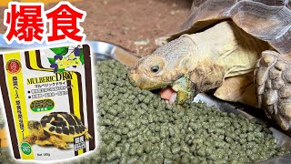 栄養満点なのに食い付き抜群の新しいリクガメフードが凄過ぎる・・・！