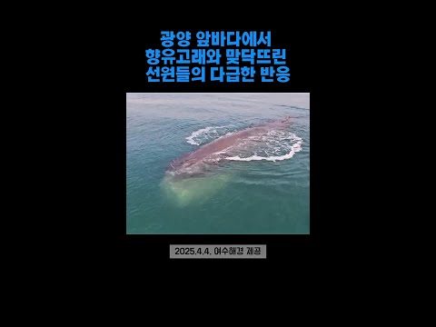 [현장] 15m 향유고래와 맞닥뜨린 선원들 반응