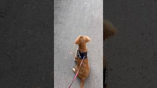 Monu vs cat 🐈⬛ #attck #monukimasti #goldenretreiver #catlovers
