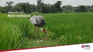 Upls Sarus Conservation Project