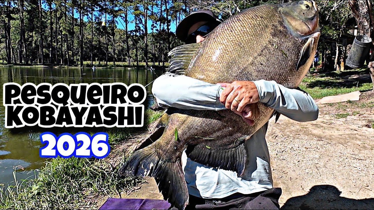 Pesqueiro KOBAYASHI, peixes bem ativos na superfície 2026