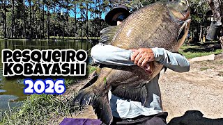 Pesqueiro KOBAYASHI, peixes bem ativos na superfície 2026