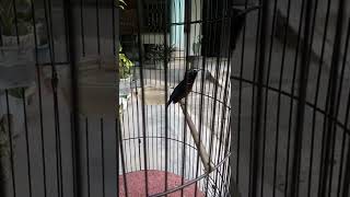 Konin Lokal Isian Sejalur