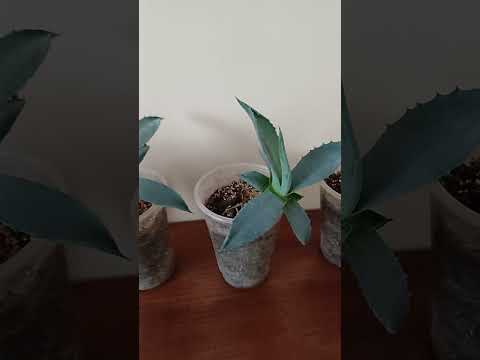 Агава / стаканчик 150мл, розетка стартер, видео 1