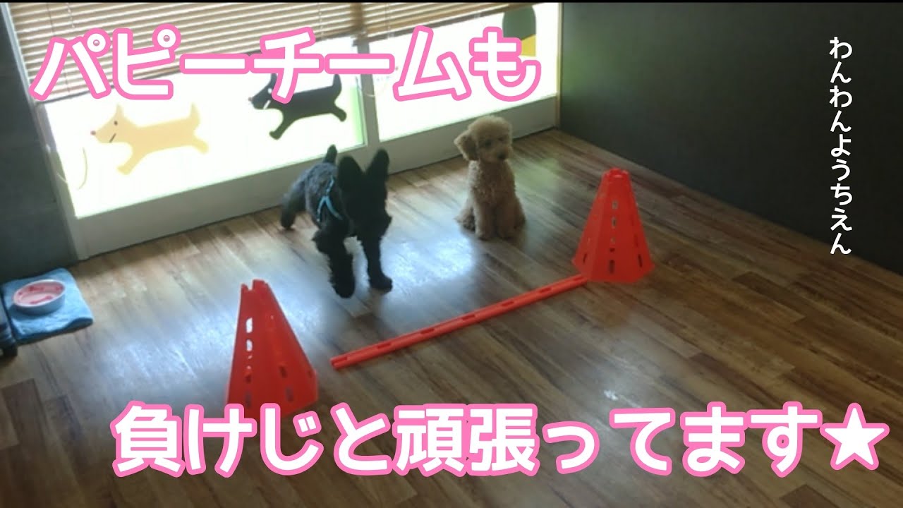 犬の幼稚園 トイプードル 豆柴 シュナウザー ｍｉｘ犬 お勉強 わんわんようちえん オリンピック Youtube