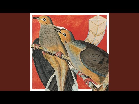 Not Your Lover - Morningsiders