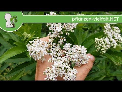 Video: Was ist ein Zwergfliederbaum: Arten von Zwergfliedern für die Landschaft