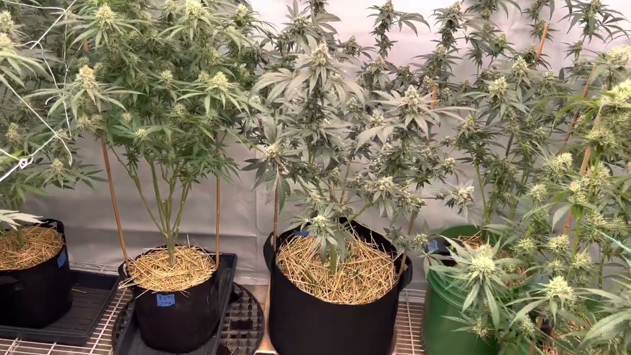 Growing marijuana at home under mars Hydro lights