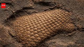 289-Million-Year-Old Reptile Skin Fossil Found in Oklahoma Rewriting History | Oldest Discovered