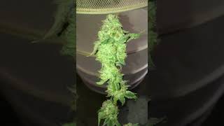 Blue Alien Cake F1 / FlavorChefGenetics 🔥 #bringingthefire