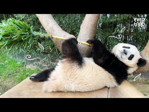 | 에버랜드 판다월드 #푸바오 (Panda <strong>FuBao</strong>)