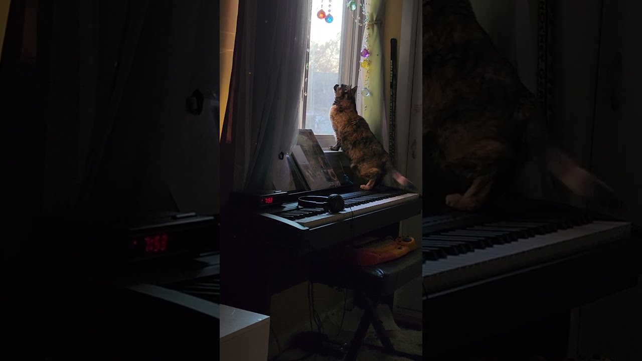 Birdwatching with the Captain and her crazy tail swishes