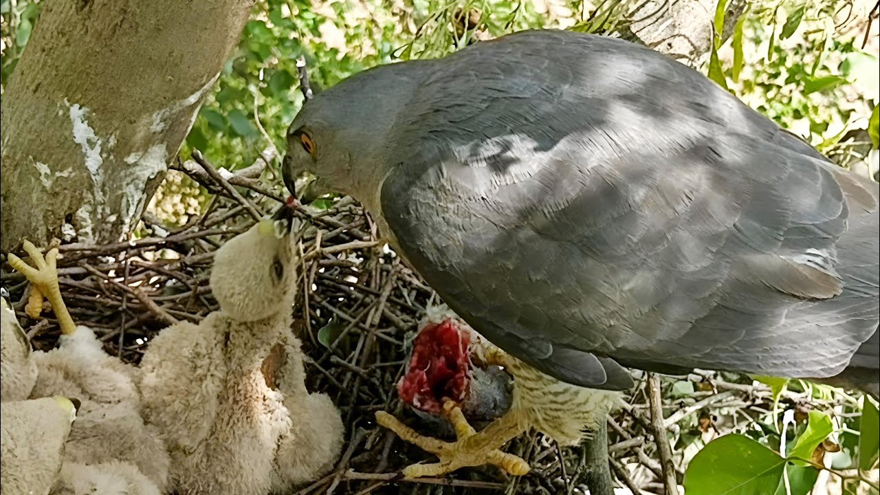 Falcon bird fed all the meat to one baby @AnimalsandBirds107 - YouTube