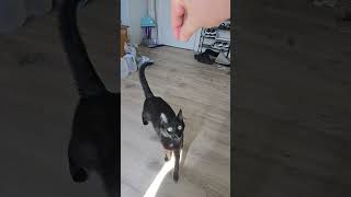tricks at 1030 am #cat #oracle #funny